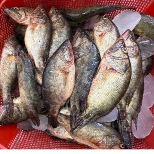 ভেদা/লদি মাছ (Fresh Bheda/Ladi Fish)