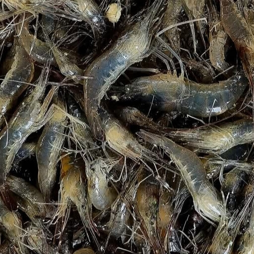দেশি চিংড়ি (Fresh Deshi Shrimp)