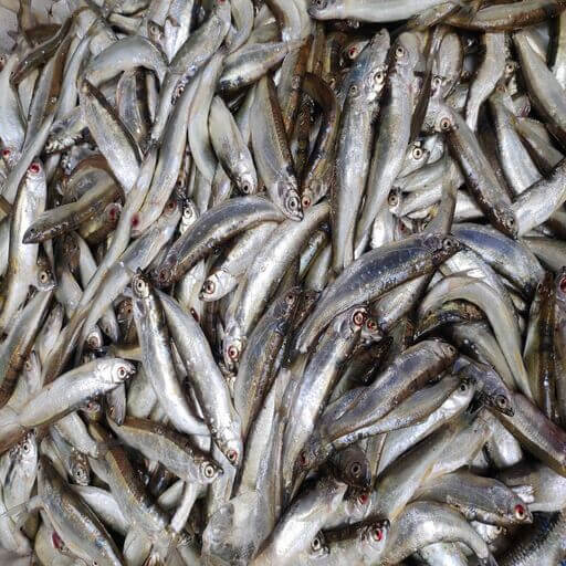 চেলা মাছ (Fresh Chela Fish)