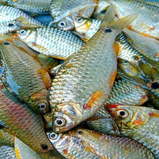 পুটি মাছ ( Puti Fish)