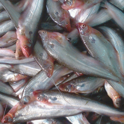 পাবদা মাছ (Fresh Pabda Fish)