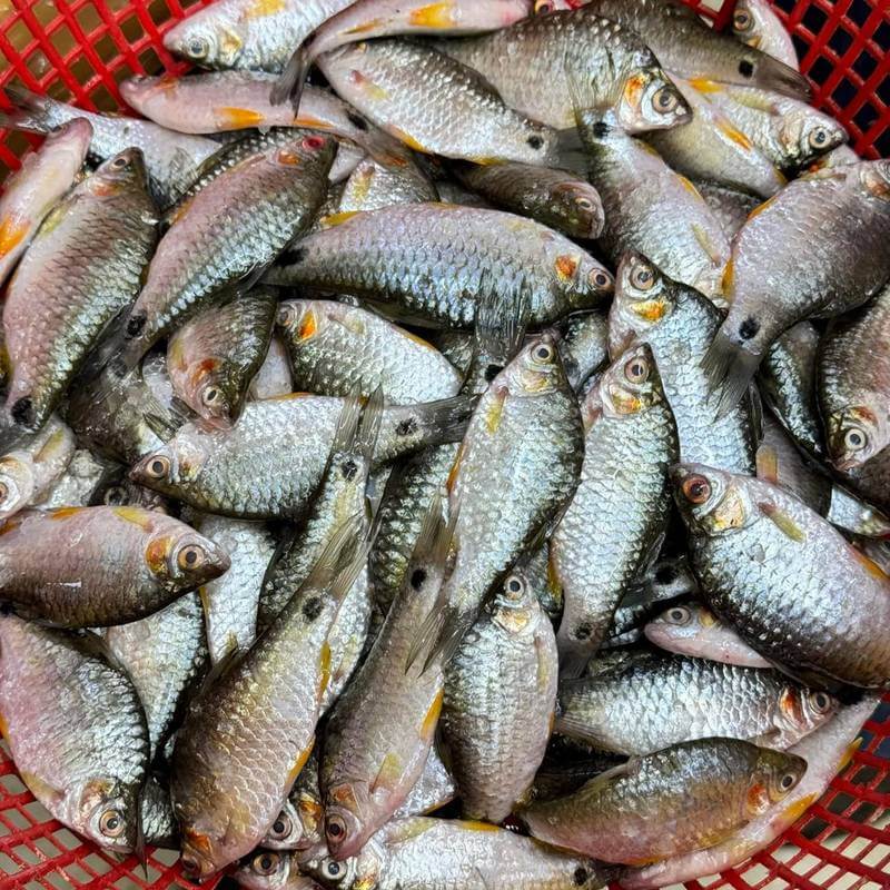 পুটি মাছ ( Puti Fish)