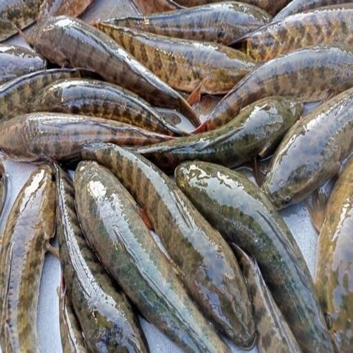 টাকি মাছ (Fresh Taki Fish)