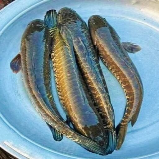শোল মাছ (Fresh Shoal Fish)