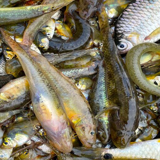 বেলে মাছ (Fresh Bele/Bhele Fish)