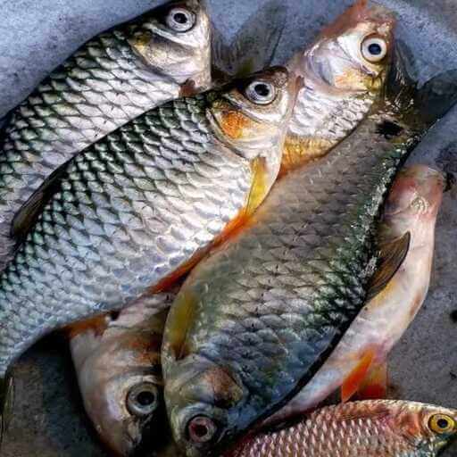 পুটি মাছ ( Puti Fish)