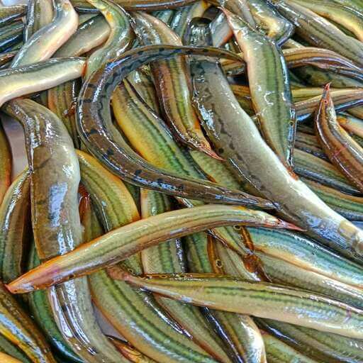 বায়েম মাছ (Fresh Baim Fish)