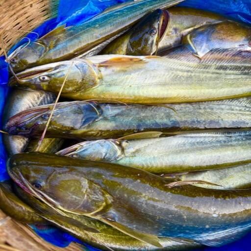 বোয়াল মাছ (Fresh Boal Fish)