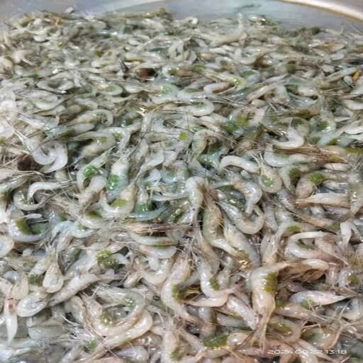 দেশি চিংড়ি (Fresh Deshi Shrimp)
