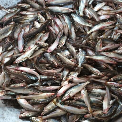 দেশি গোলশা টেংরা (Fresh & Natural)