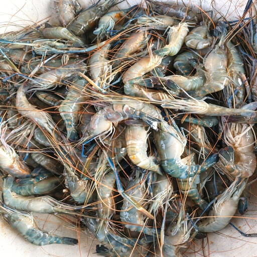 গলদা চিংড়ি (Fresh Golda Chingri)