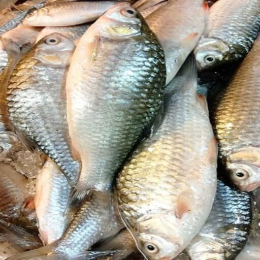 পুটি মাছ ( Puti Fish)