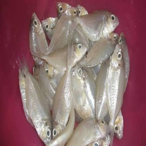 দেশি চান্দা মাছ (Fresh Deshi Chanda Fish)