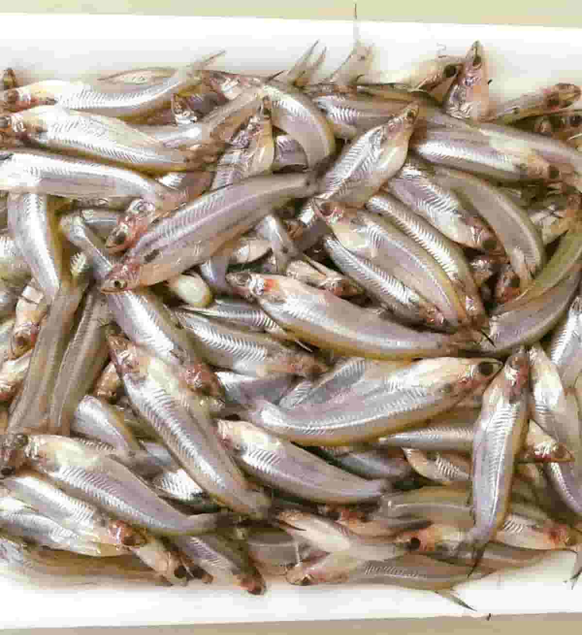 বাতাসি মাছ (Fresh Batas Fish)