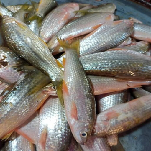 দেশি বাটা মাছ (Fresh Deshi Bata Fish)