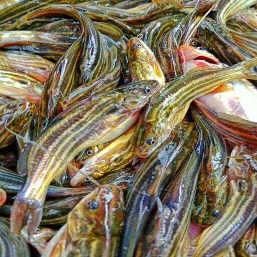 টেংরা মাছ (Fresh Tengra Fish)