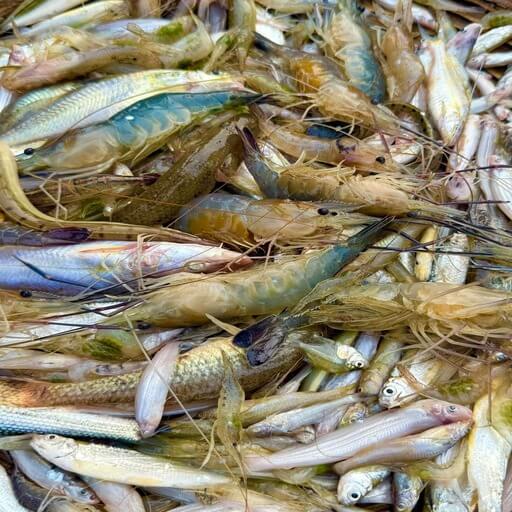 পাঁচমিশালী মাছ (Fresh Panchmishali Fish)