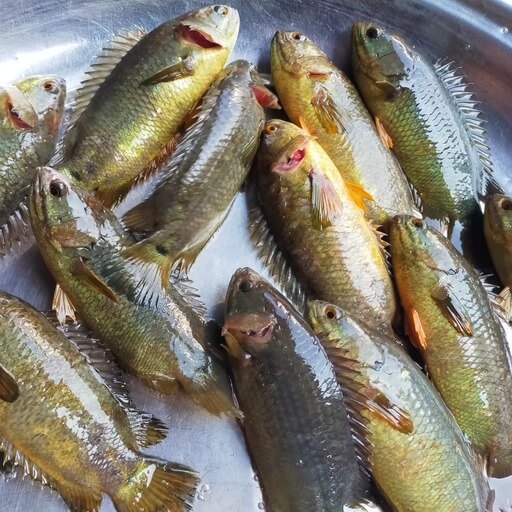 দেশি কই মাছ (Fresh Deshi Koi Fish)